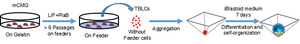 Scheme of generating blastoids from TBLCs