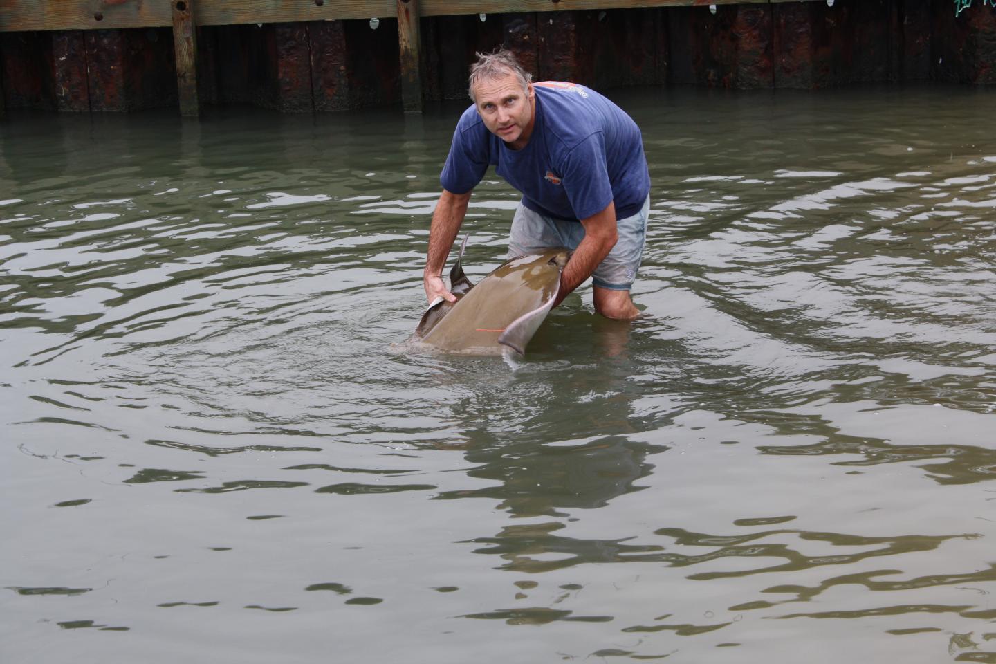Bob Fisher with Cownose Ray