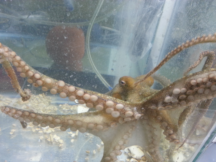 Octopus bimaculoides 2