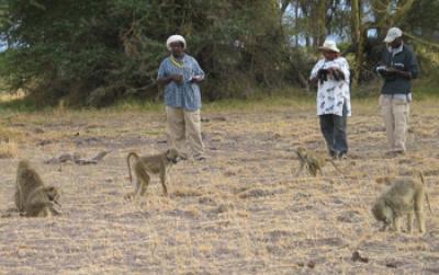 Team of Field Assistants Observing Baboons in Amboseli National Park