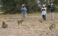 Team of Field Assistants Observing Baboons in Amboseli National Park