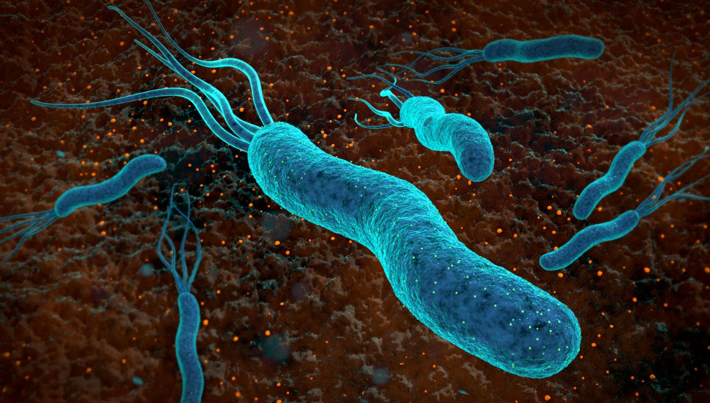 Helicobacter pylori. Хилактобактерии пилори. Хеликобактериоз возбудитель.