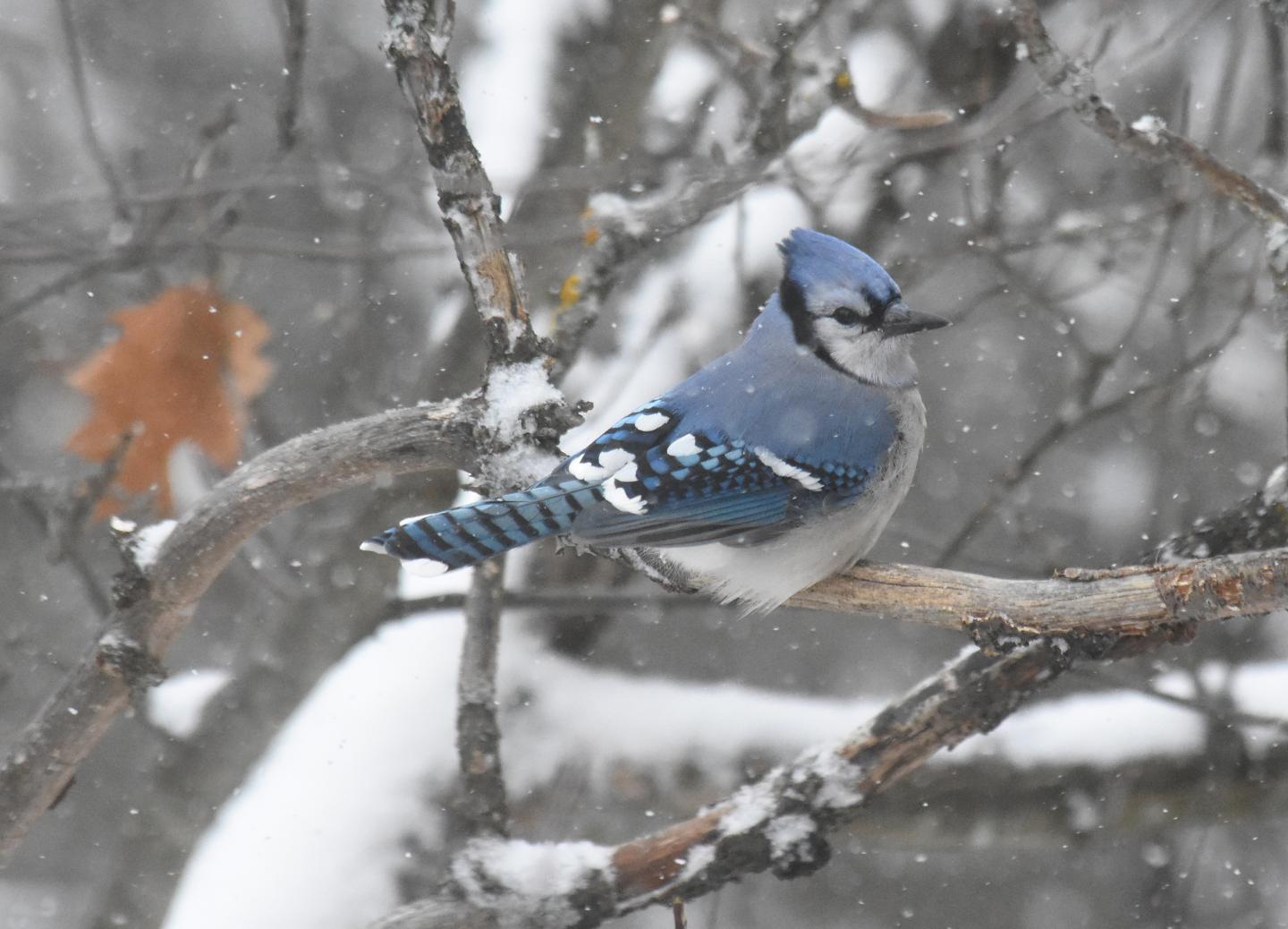 Blue jay