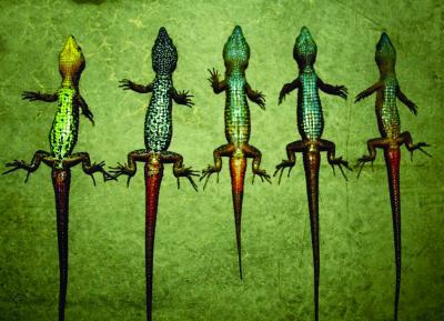 Potamites montanicola, males