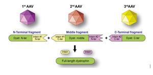 Multi-shuttle system to deliver full dystrophin protein to muscle cells.