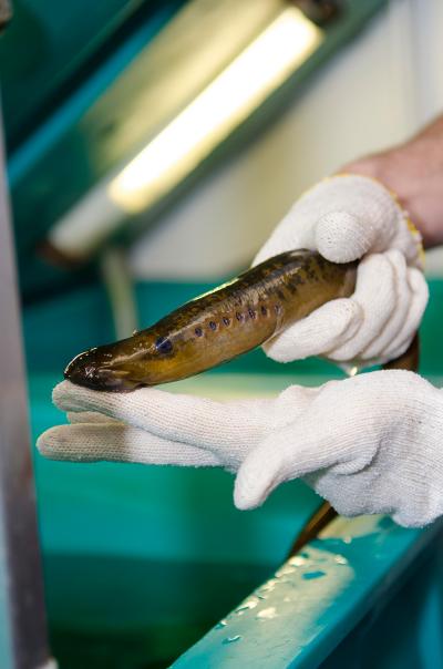 A Sea Lamprey in the Caltech Zebrafish/Xenopus/Lamprey Facility