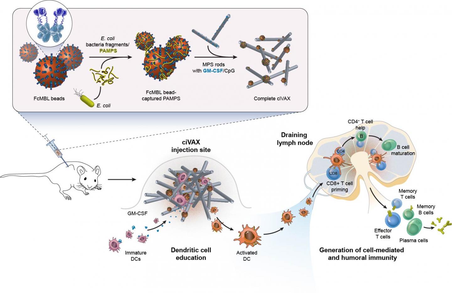 Biomaterials-based infection vaccines: how they are made and how they work