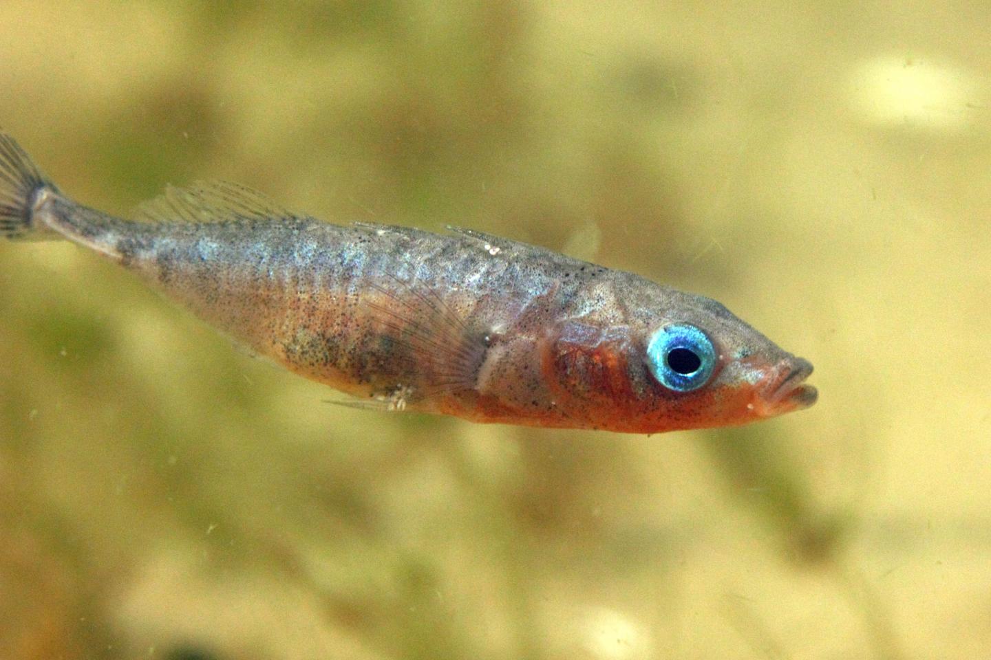 A Male Stickleback