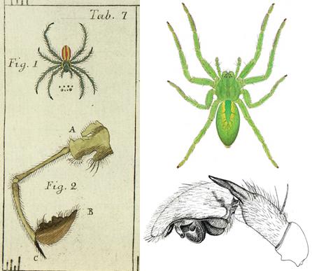 Time Series of Taxonomic Illustrations