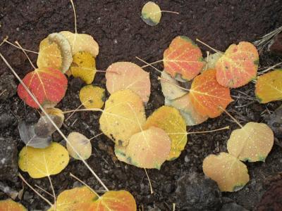 Aspen Fall