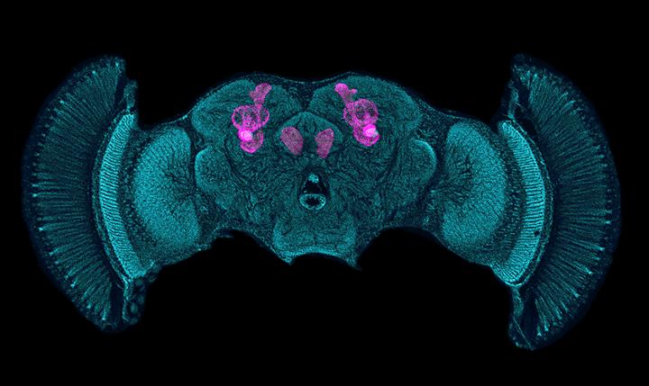 Mushroom Bodies in the Drosophila Brain