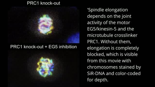 Spindle Elongation