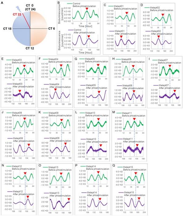 Fig. 3. Title: Changes in Per2:ELuc emission rhythms before and after the addition of each Melapt and blue-light photostimulation at CT22