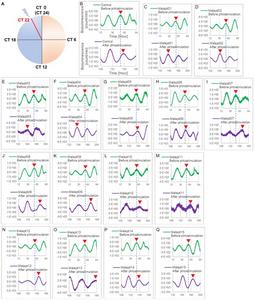 Fig. 3. Title: Changes in Per2:ELuc emission rhythms before and after the addition of each Melapt and blue-light photostimulation at CT22