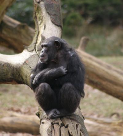 Chimpanzee Tushi