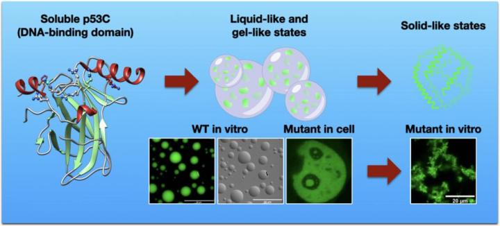 Phase transition of p53 protein