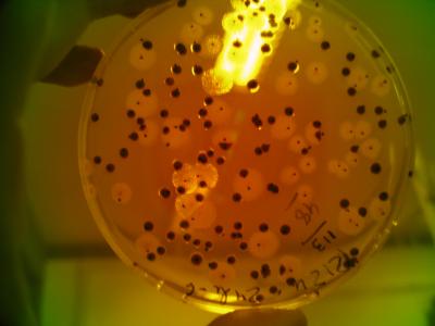 <i>Escherichia coli</i>