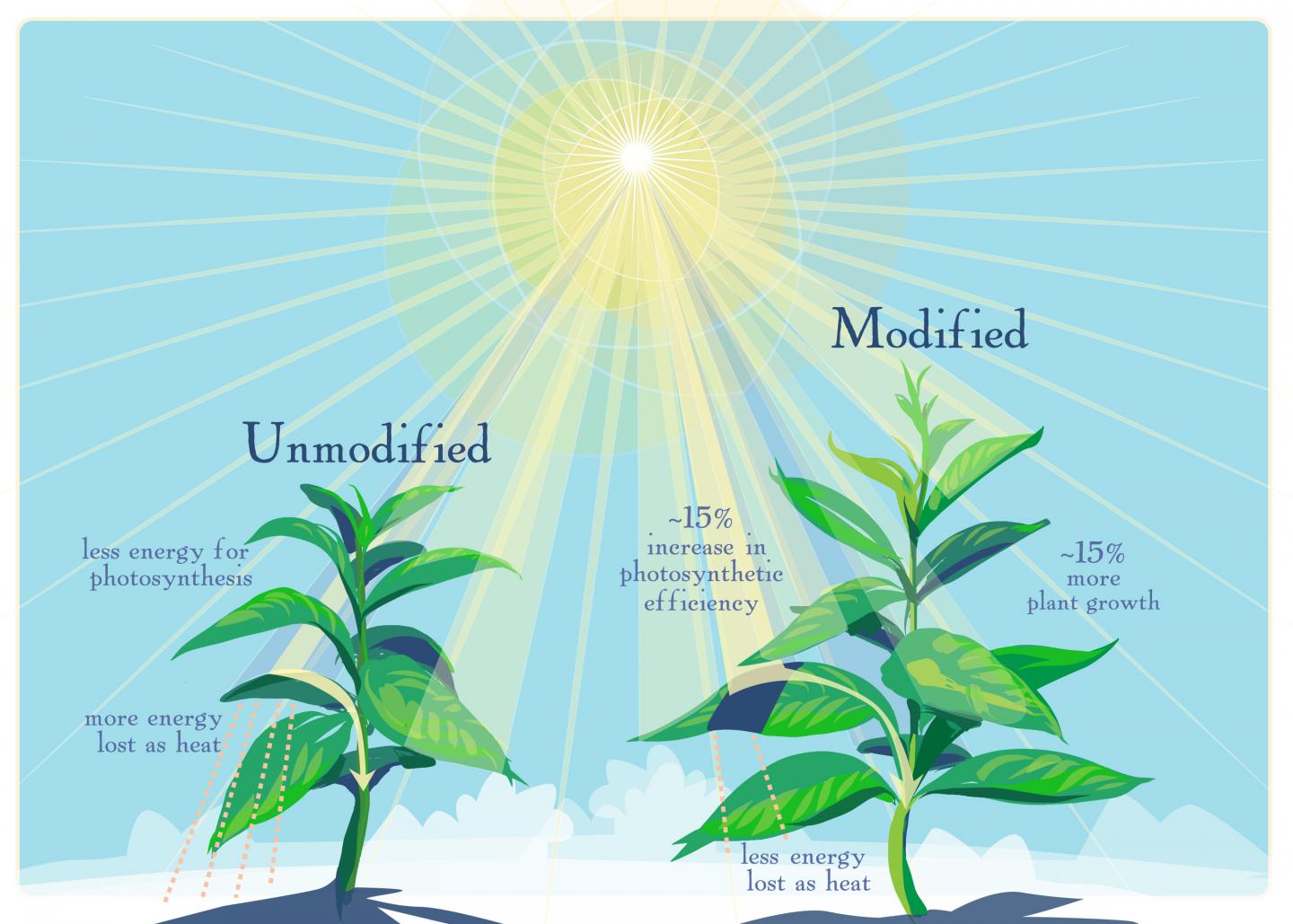 Plants that Soak Up Sun More Quickly Could Improve Crop Yields