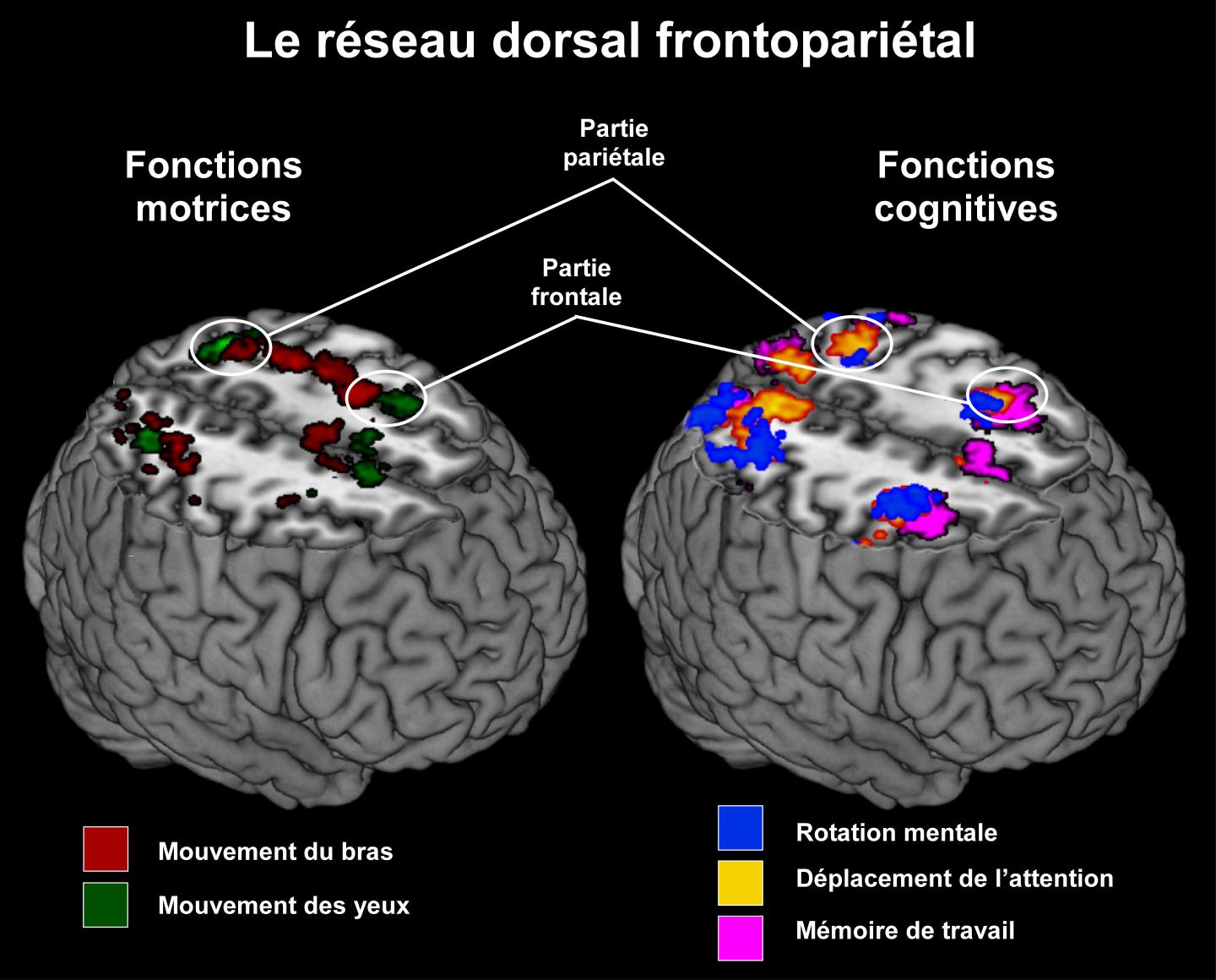 Perform Motor (Left) or Cognitive (Right) Tasks