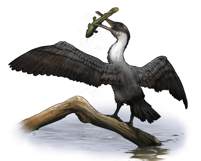 New Prehistoric Bird Species