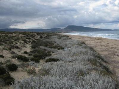 Sardinian Dunes