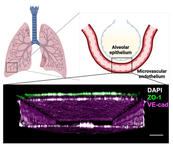 Schematic of the human Lung Alveolus Chip