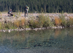 Researchers Looking at Salmon