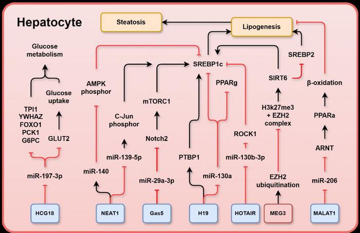 Schematic representation summarising MASLD-associated long non-coding RNAs (lncRNAs) and their relevant targets in hepatocytes