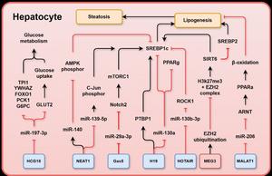 Schematic representation summarising MASLD-associated long non-coding RNAs (lncRNAs) and their relevant targets in hepatocytes