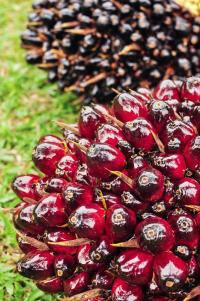 Oil Palm with Fruit Bunches