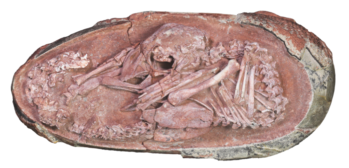 Oviraptorosaur embryo ‘Baby Yingliang’