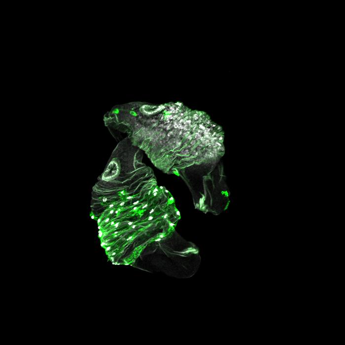 GFP lights up toxin around wasp eggs