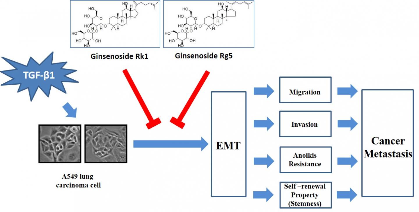 A schematic diagram of the inhibition of lung cancer metastasis