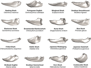 Shark jaw morphologies