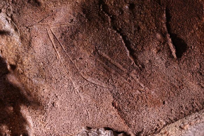 Engraved hind found in Cova Dones.