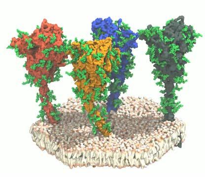 SARS-CoV-2 Spike Proteins