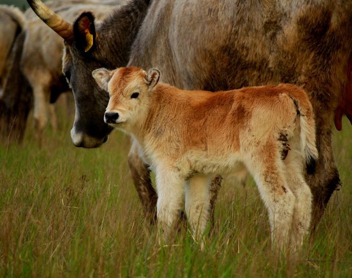 Calf of an ancient Hungarian livestock breed