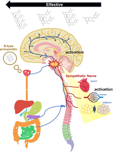 Hormetic response is induced in mammals in response to stressors including  B-type procyanidins and involves neuromodulation via the gut-brain axis