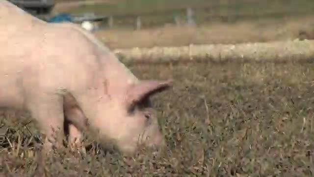 The Transmission of African Swine Fever Virus Through Feed
