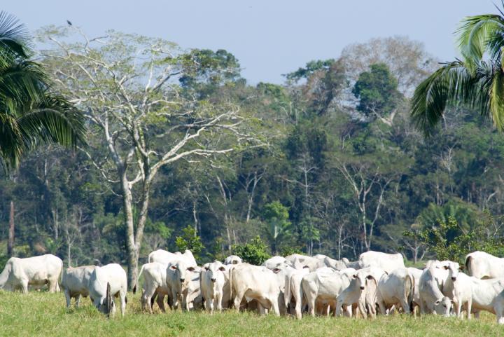 Brazil Cattle