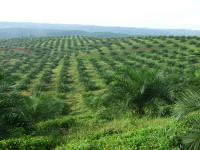 Oil Palm Plantation (2 of 2)