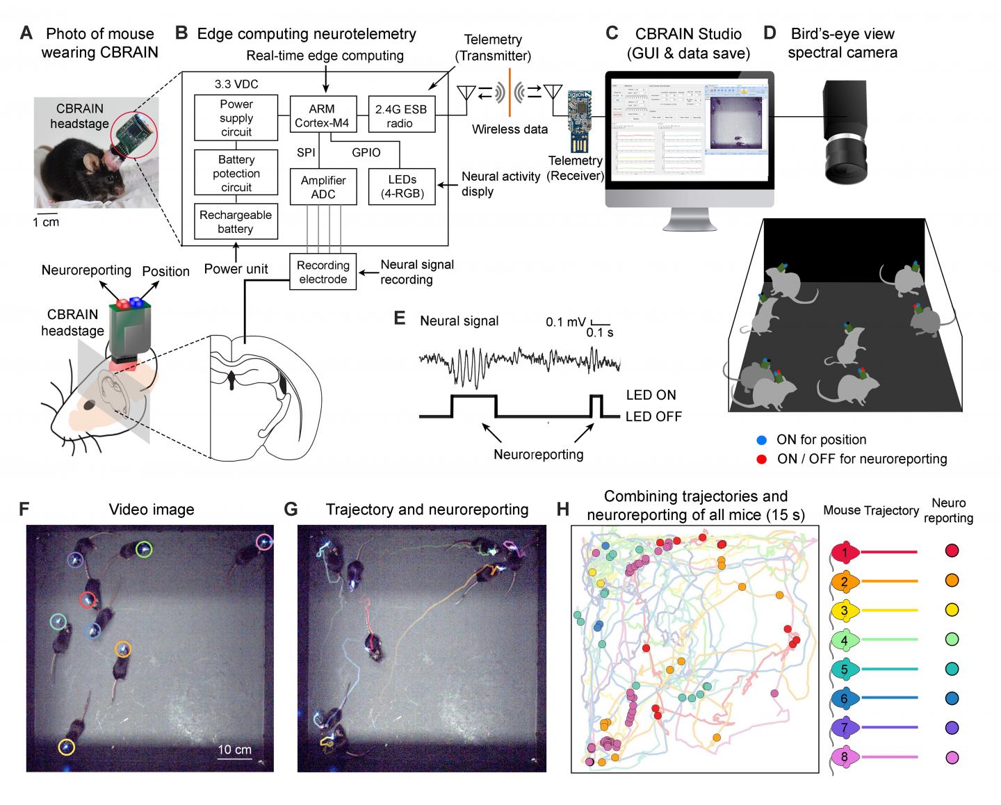Overview of the CBRAIN system for monitoring brain activity in a group of mice