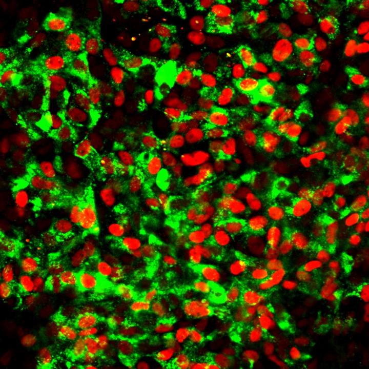 CD177-Derived Beta-Like Cells