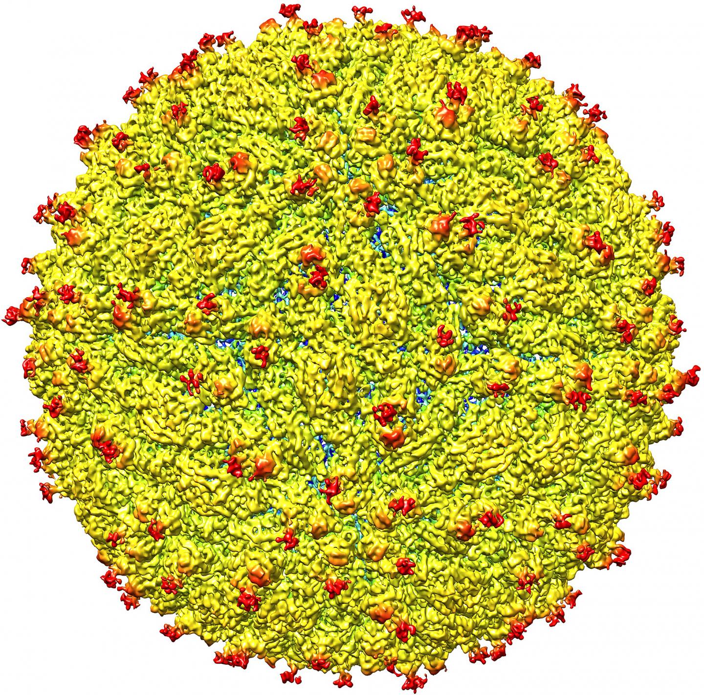 Representation of the Surface of the Zika Virus