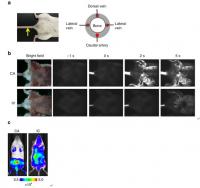 Caudal Artery (CA) Injection Efficiently Delivered Cancer Cells to the Bone Marrow of the Hind Limbs