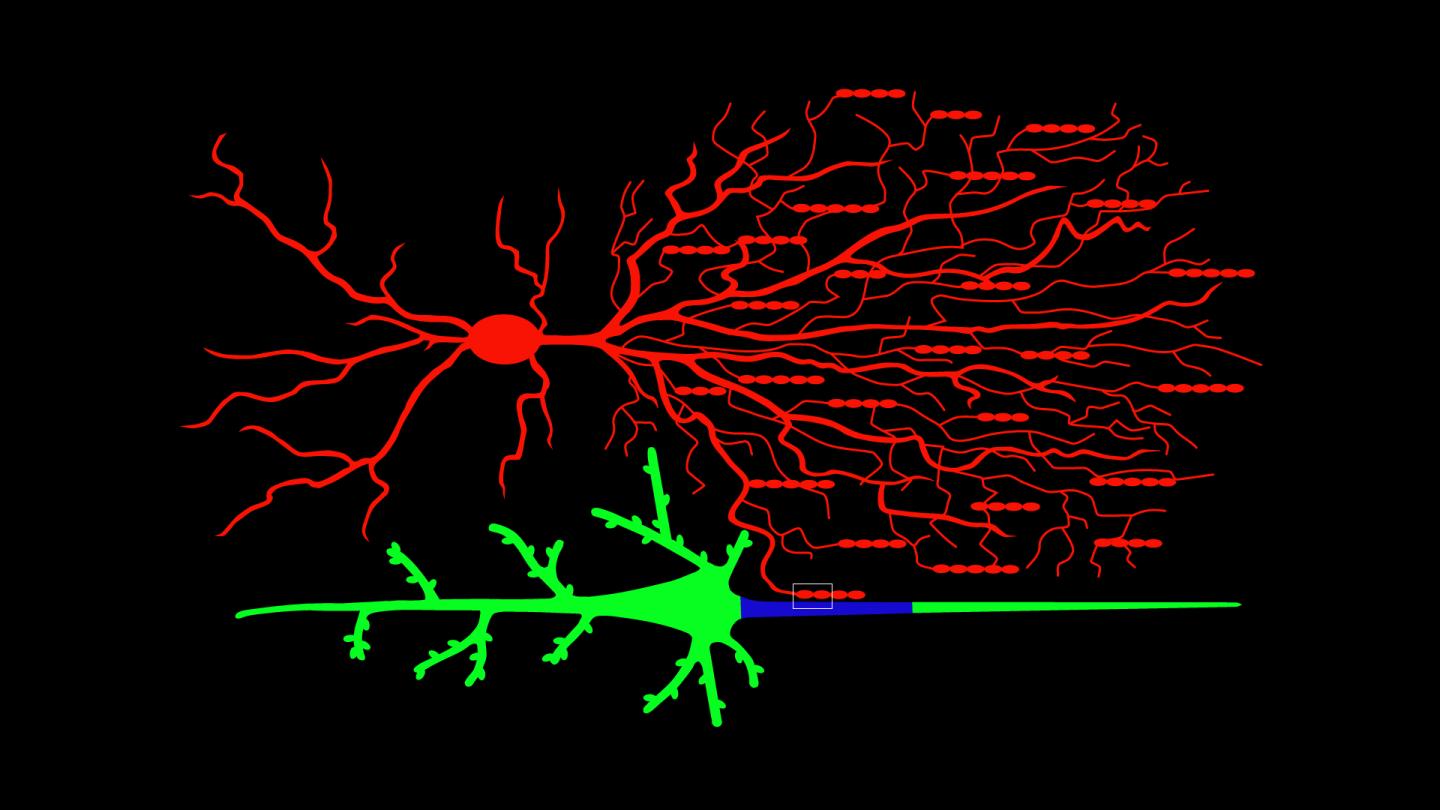 Chandelier Cell and Pyramidal Neuron