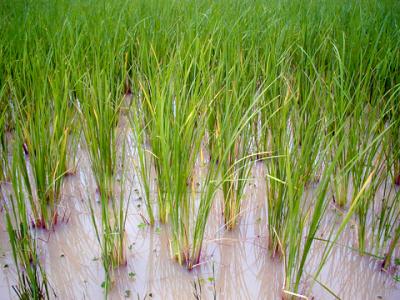 Rice Plants