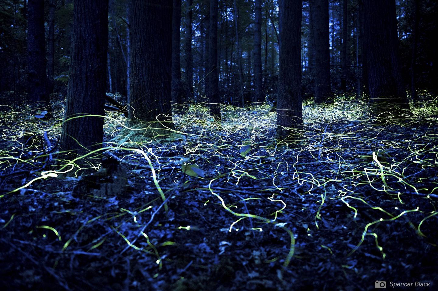 North Carolina Blue Ghost fireflies susceptible to trampling