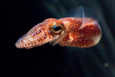 Hawaiian Bobtail Squid