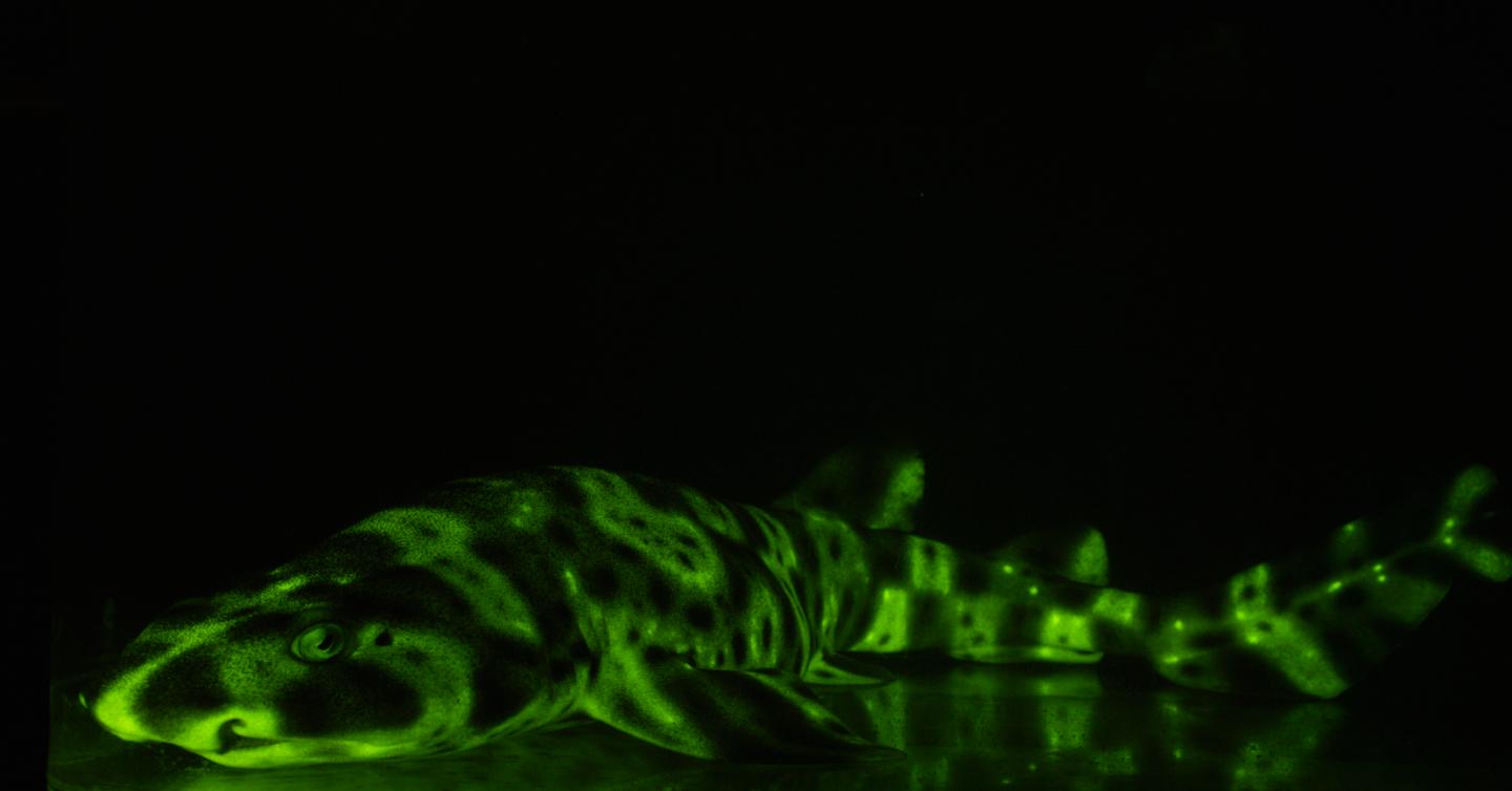 Glowing Swell Sharks